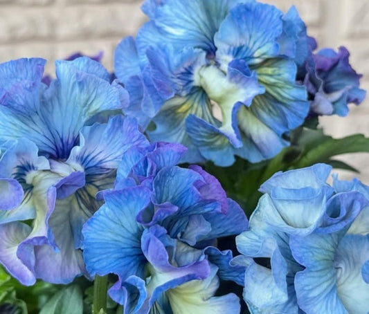 Pansy Japan Series Róise 60 Seeds