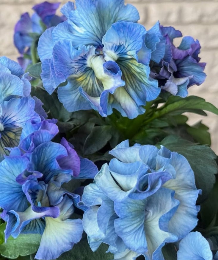 Pansy Japan Series Róise 60 Seeds