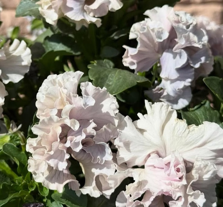 Pansy Japan Series Nollaig 60 Seeds