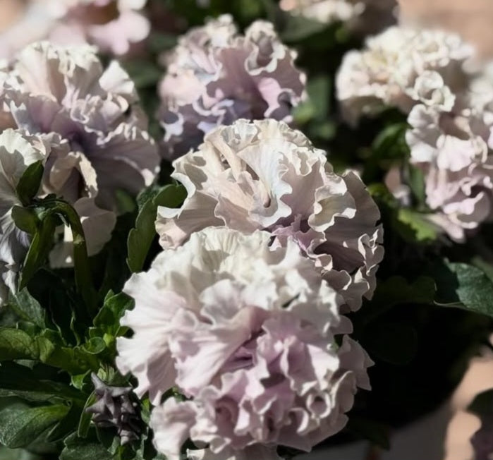 Pansy Japan Series Nollaig 60 Seeds