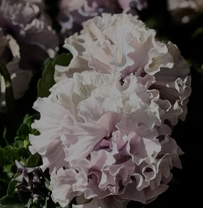 Pansy Japan Series Nollaig 60 Seeds