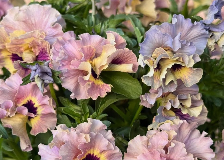Pansy Japan Series Maura 60 Seeds