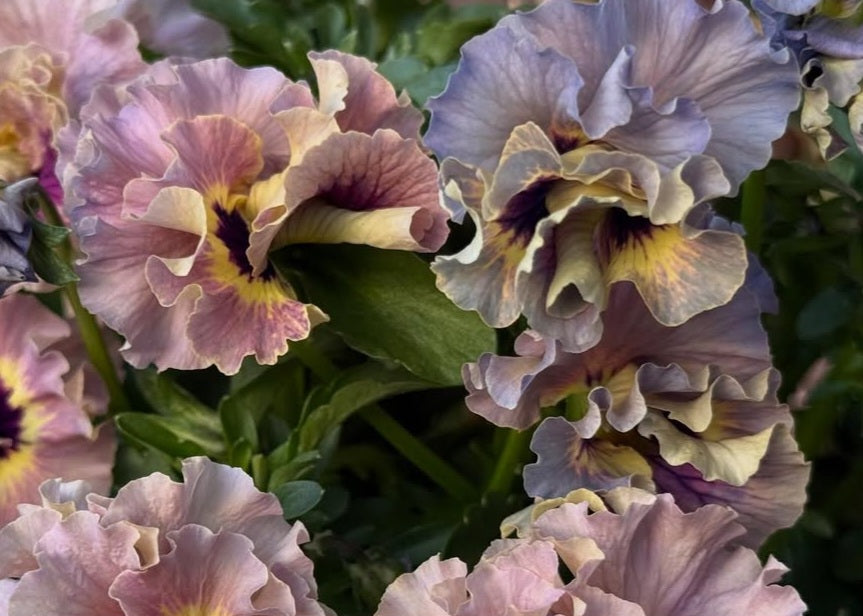 Pansy Japan Series Maura 60 Seeds