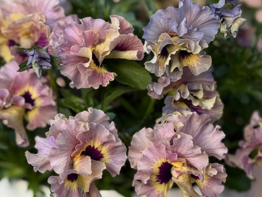 Pansy Japan Series Maura 60 Seeds