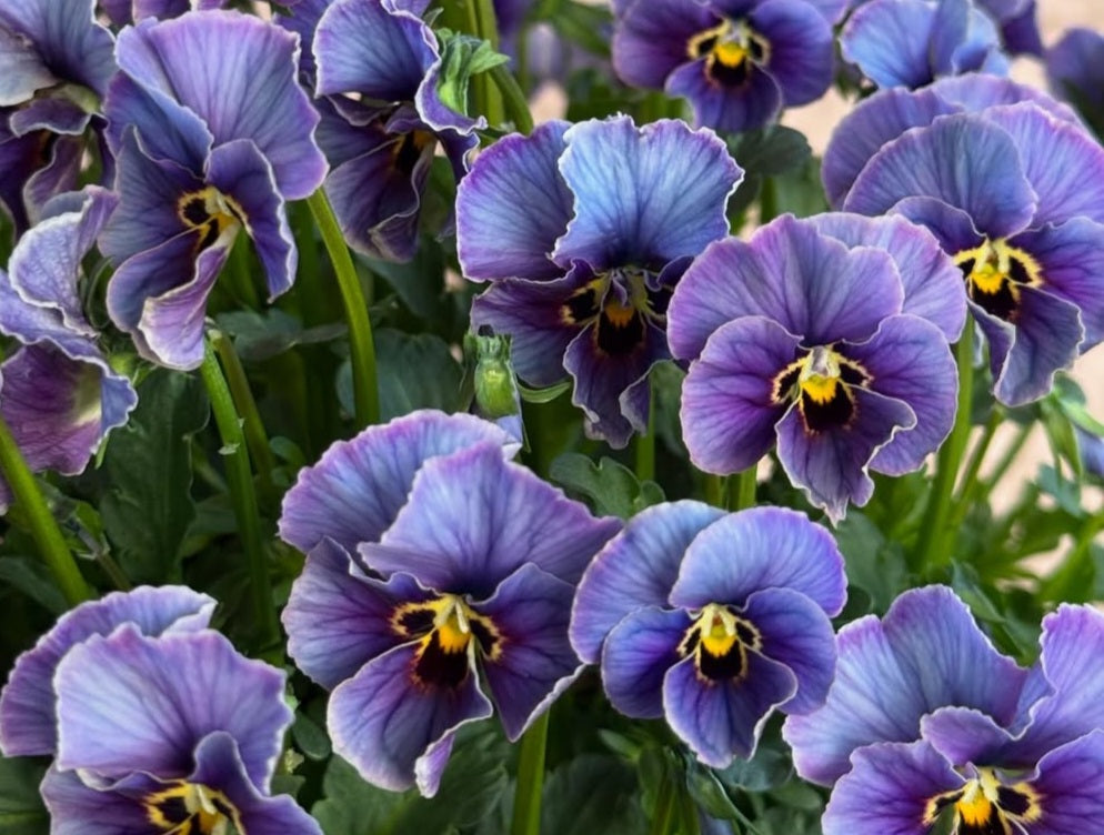 Pansy Japan Series Keavy 60 Seeds