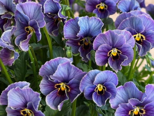 Pansy Japan Series Keavy 60 Seeds
