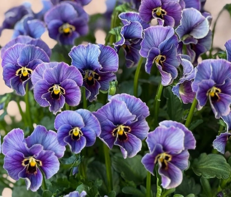 Pansy Japan Series Keavy 60 Seeds