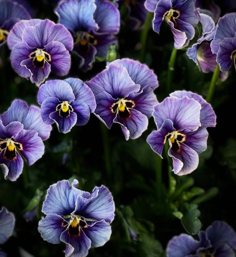 Pansy Japan Series Keavy 60 Seeds