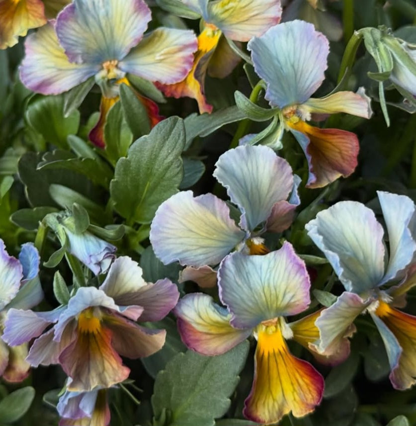 Pansy Japan Series Damhnait 60 Seeds