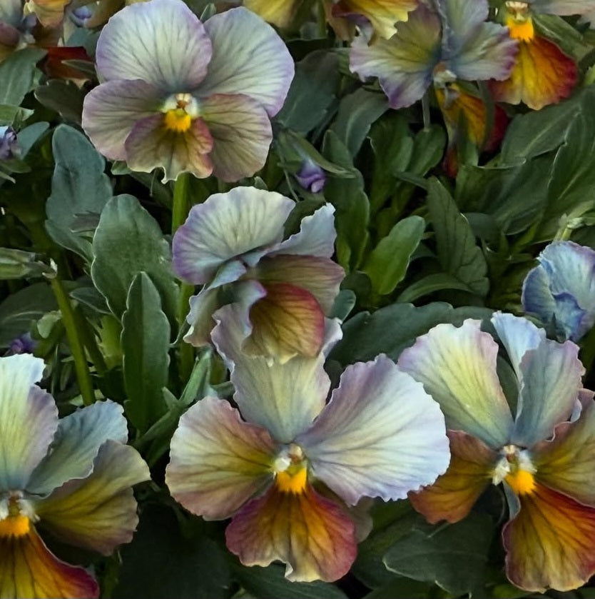 Pansy Japan Series Damhnait 60 Seeds