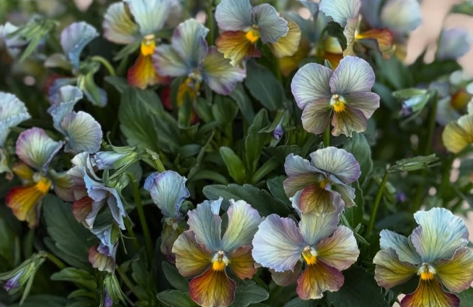 Pansy Japan Series Damhnait 60 Seeds