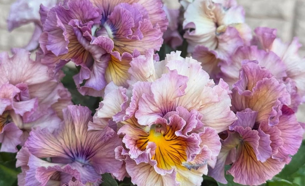 Pansy Japan Series Croía 60 Seeds