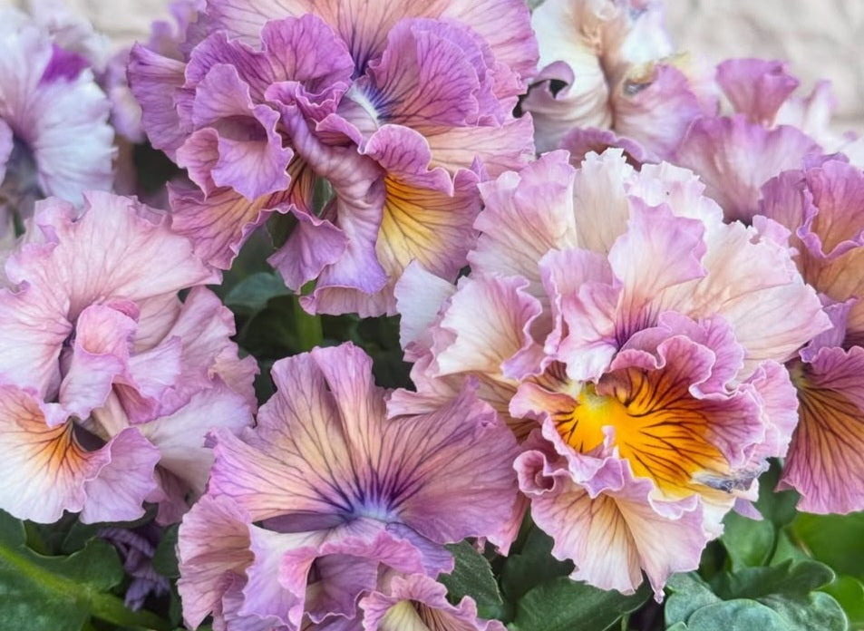 Pansy Japan Series Croía 60 Seeds