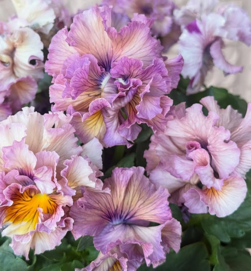 Pansy Japan Series Croía 60 Seeds