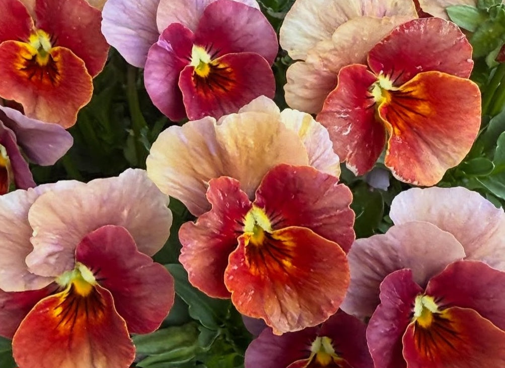 Pansy Japan Series Caitria 60 Seeds