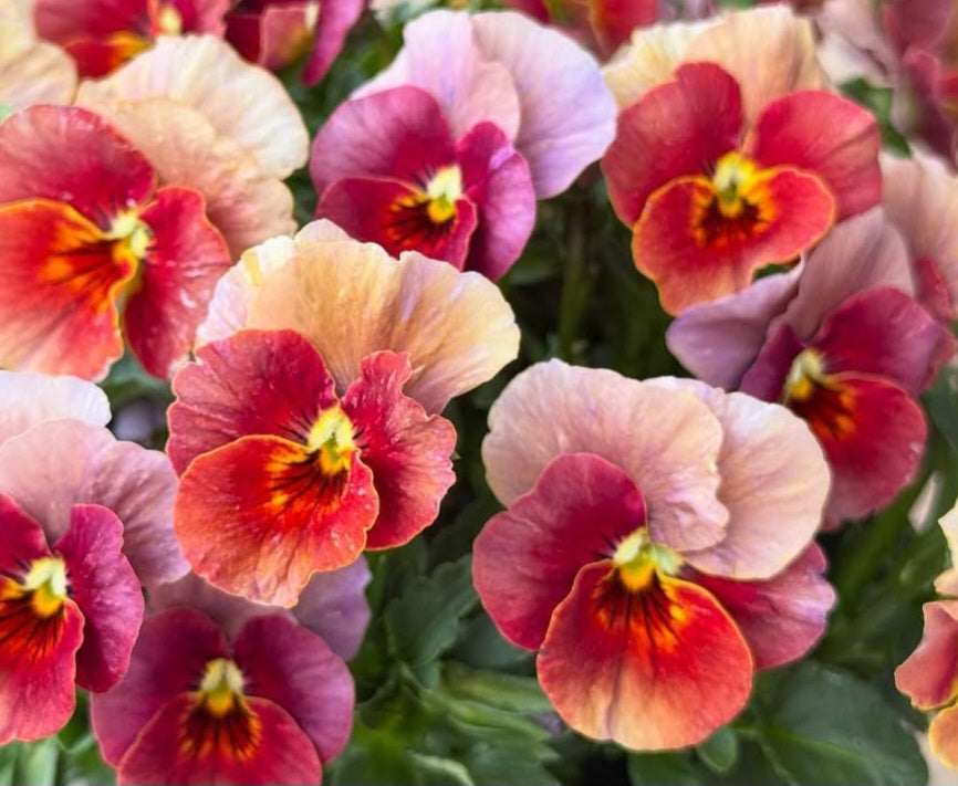 Pansy Japan Series Caitria 60 Seeds