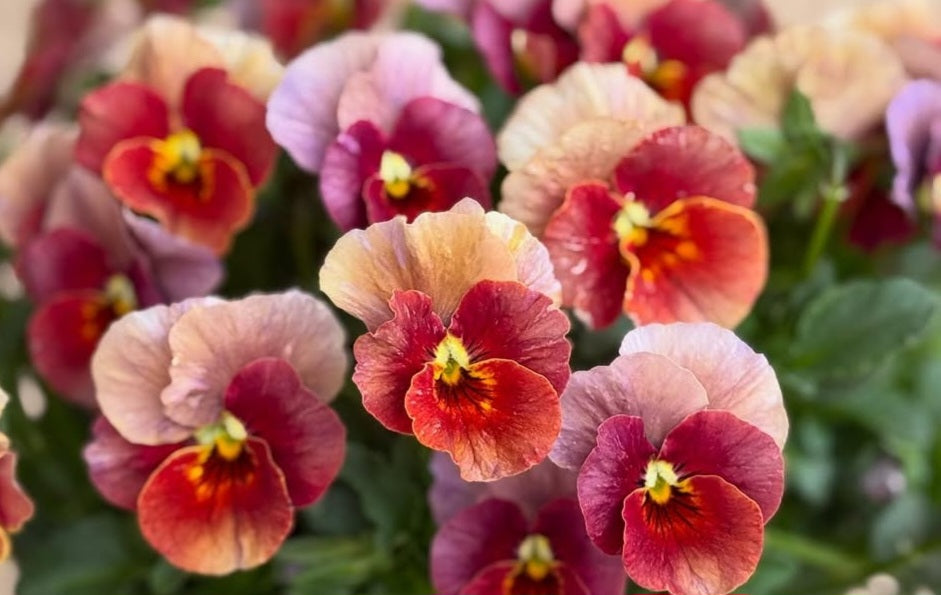 Pansy Japan Series Caitria 60 Seeds