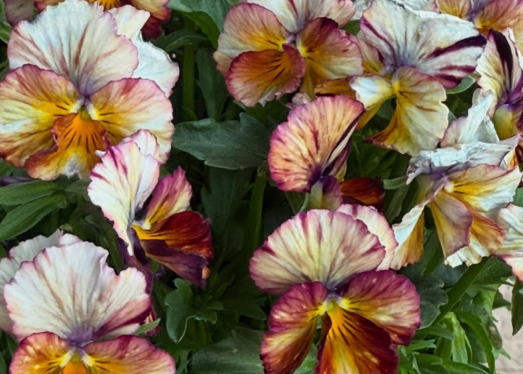 Pansy Japan Series Bláthnat 60 Seeds