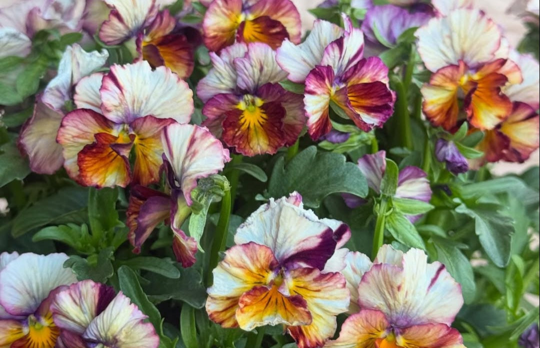 Pansy Japan Series Bláthnat 60 Seeds