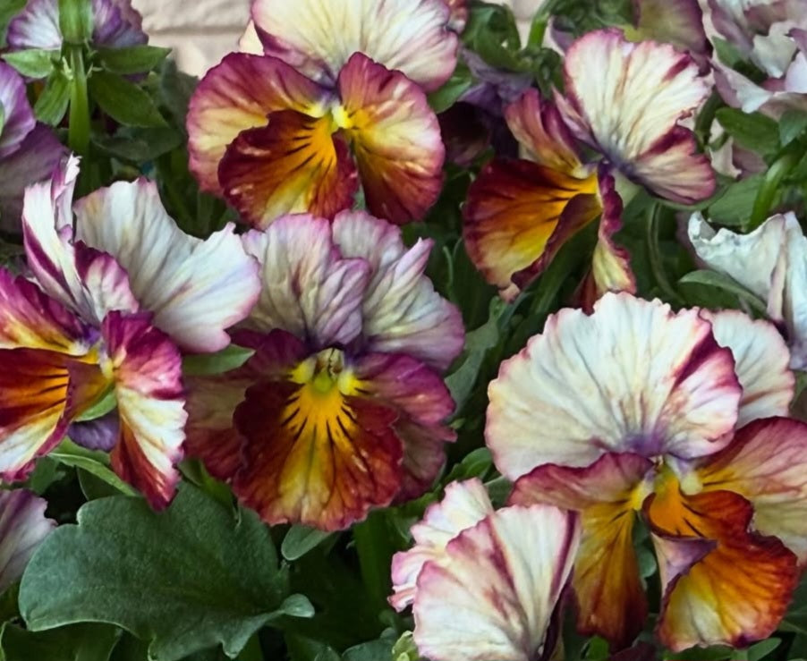 Pansy Japan Series Bláthnat 60 Seeds