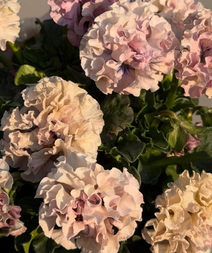 Pansy Japan Series Alannah 60 Seeds