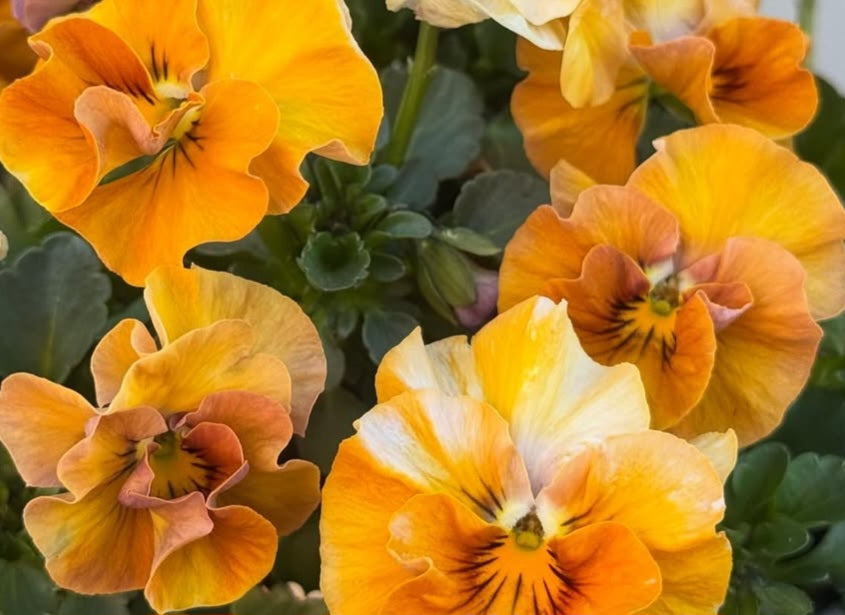 Pansy Japan Series Sheila 60 Seeds