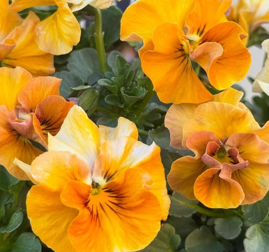 Pansy Japan Series Sheila 60 Seeds