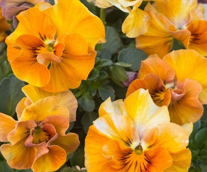 Pansy Japan Series Sheila 60 Seeds