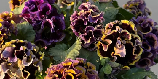 Pansy Japan Series Muriel 60 Seeds
