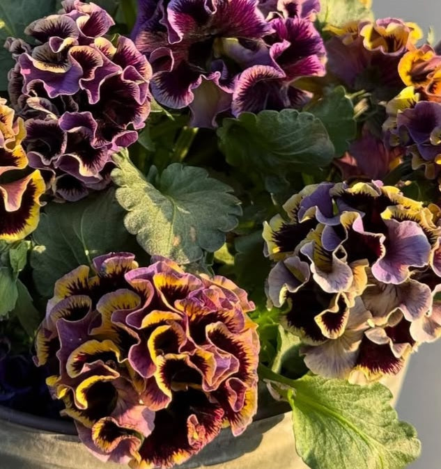 Pansy Japan Series Muriel 60 Seeds