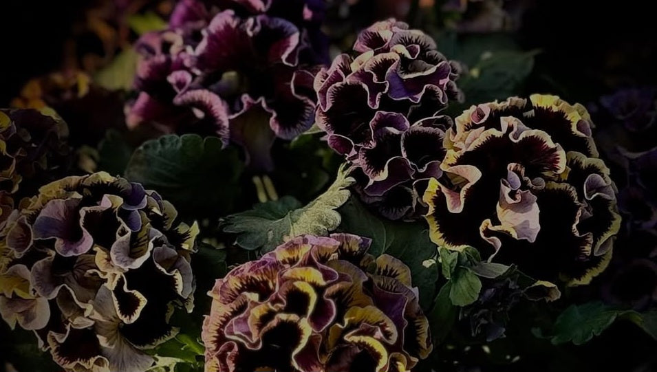 Pansy Japan Series Muriel 60 Seeds