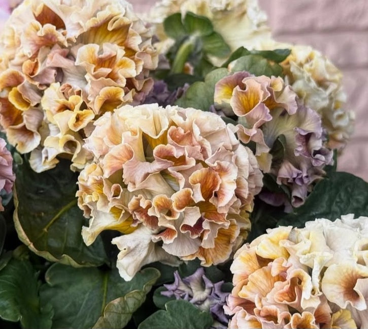 Pansy Japan Series Maureen 60 Seeds