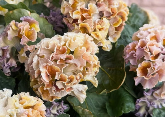 Pansy Japan Series Maureen 60 Seeds