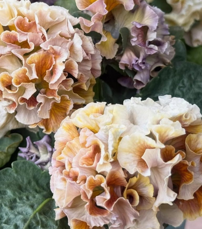 Pansy Japan Series Maureen 60 Seeds