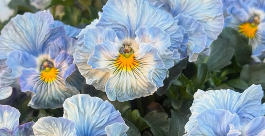 Pansy Japan Series Étaín 60 Seeds