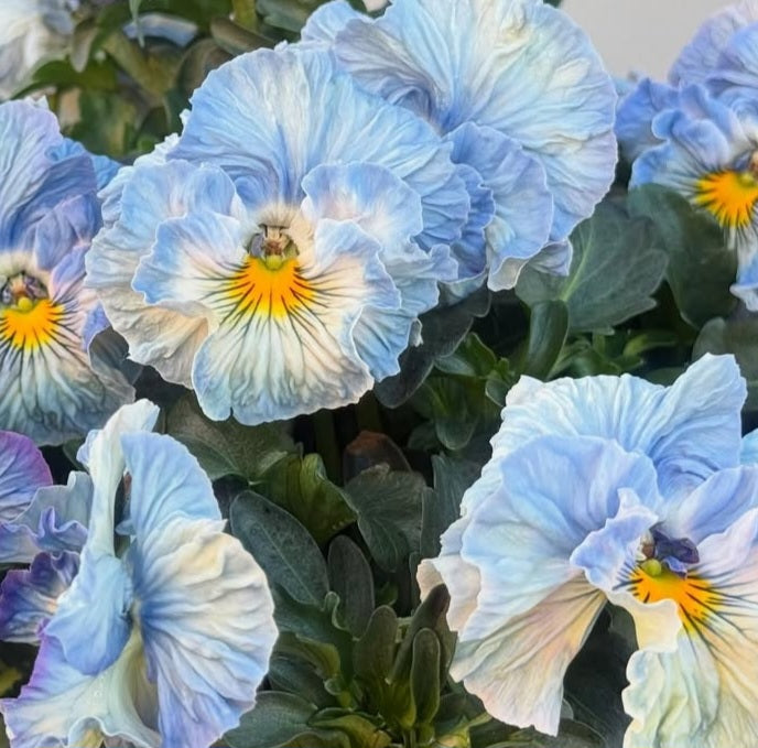Pansy Japan Series Étaín 60 Seeds