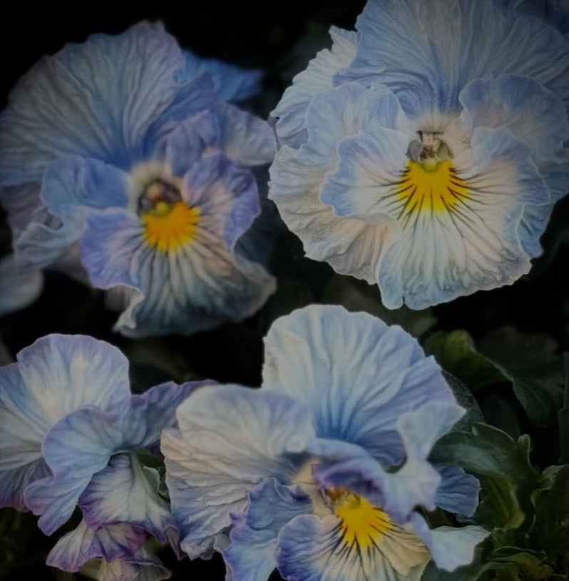 Pansy Japan Series Étaín 60 Seeds