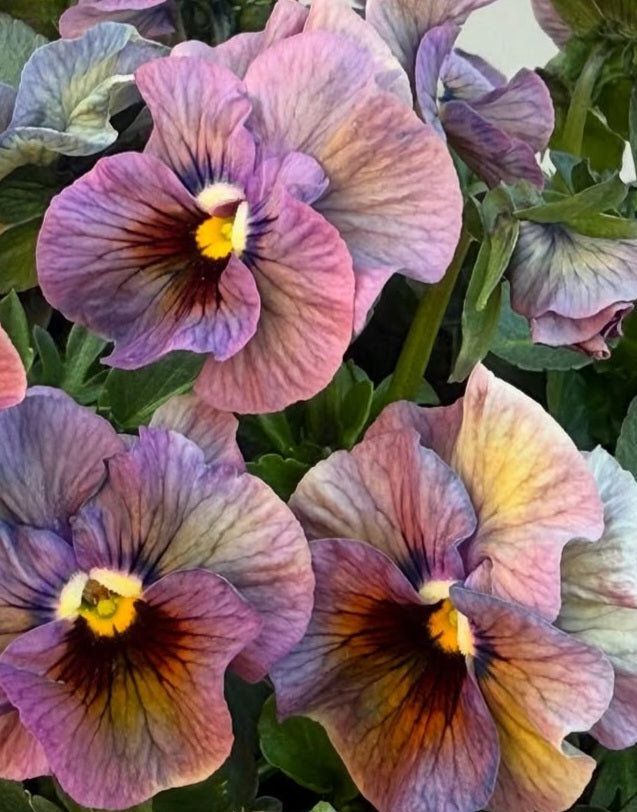 Pansy Japan Series Eithne 60 Seeds