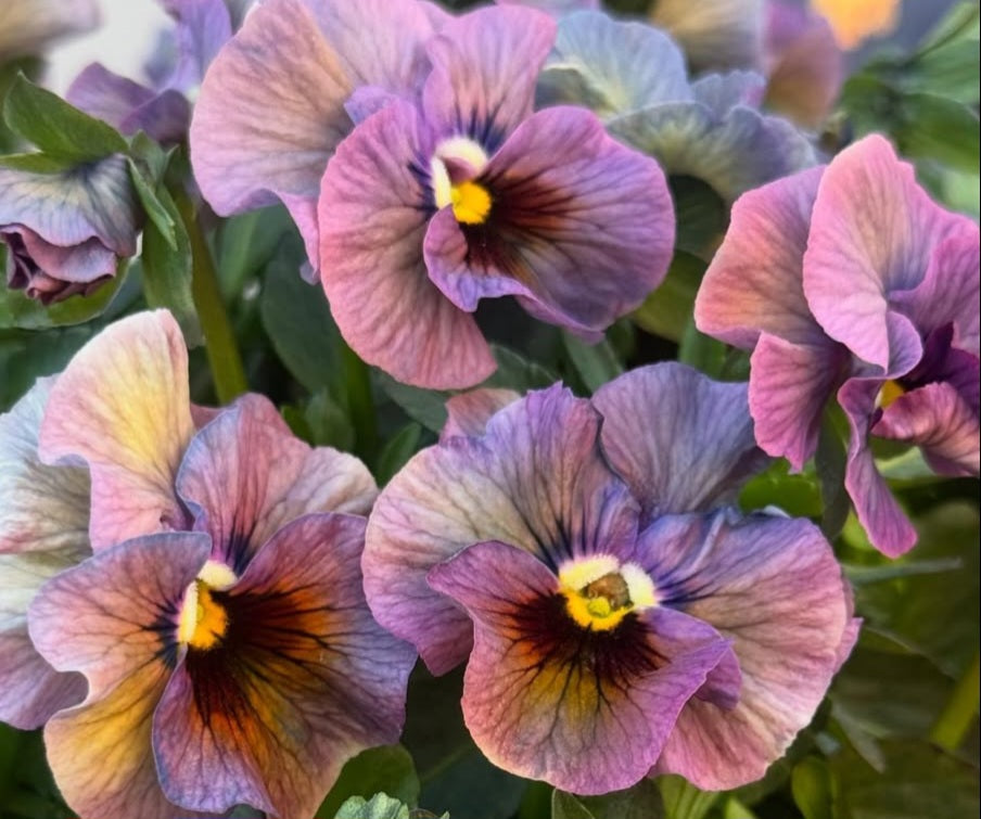 Pansy Japan Series Eithne 60 Seeds