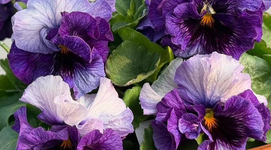 Pansy Japan Series Deirdre 60 Seeds
