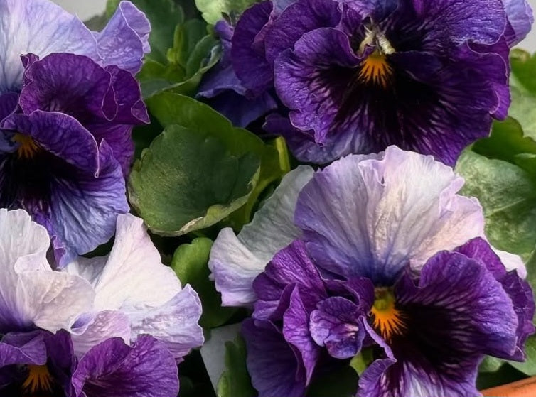 Pansy Japan Series Deirdre 60 Seeds