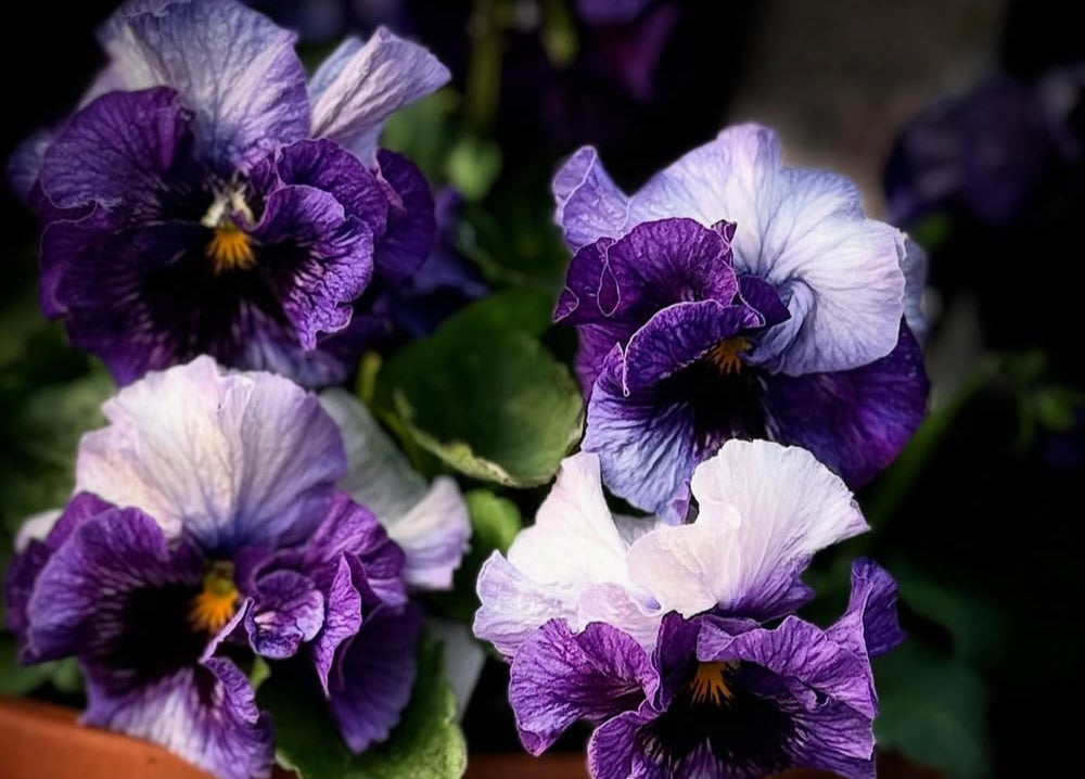 Pansy Japan Series Deirdre 60 Seeds