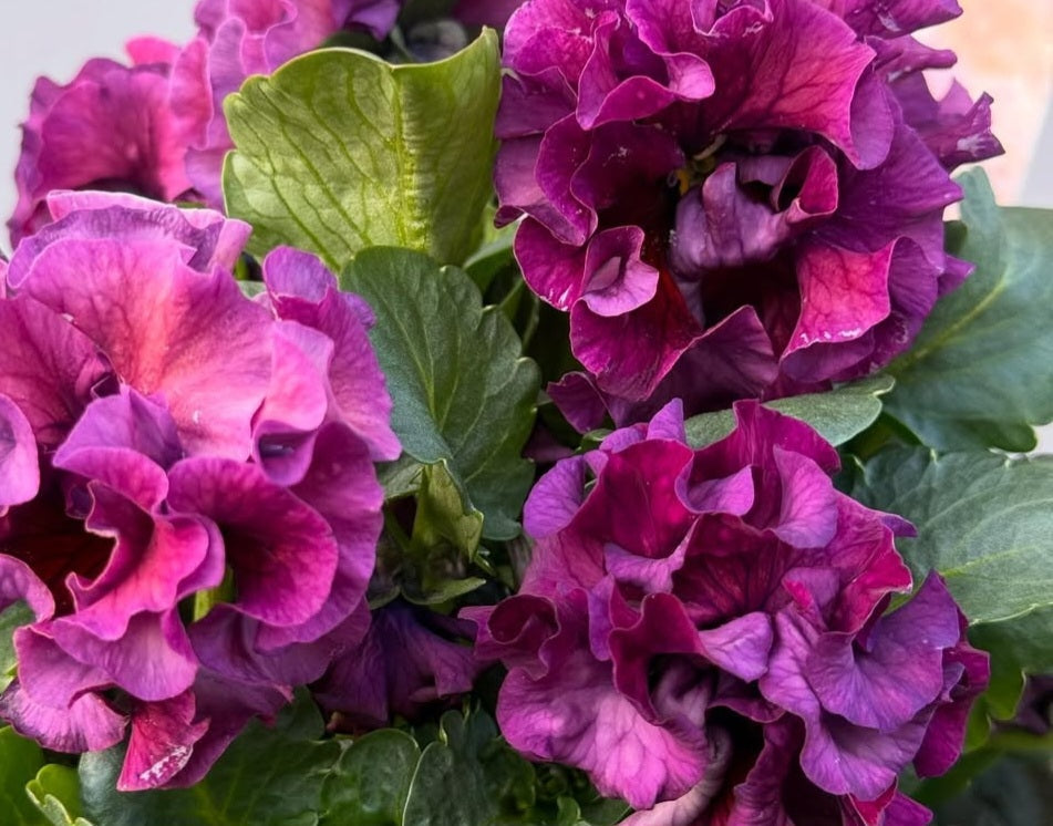 Pansy Japan Series Doireann 60 Seeds