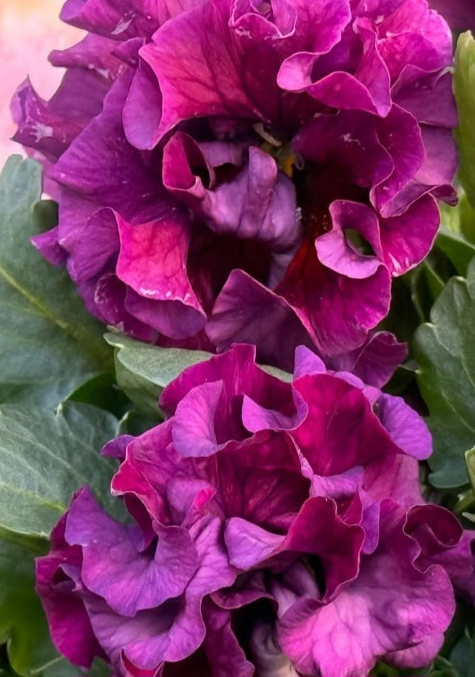 Pansy Japan Series Doireann 60 Seeds