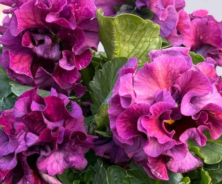 Pansy Japan Series Doireann 60 Seeds