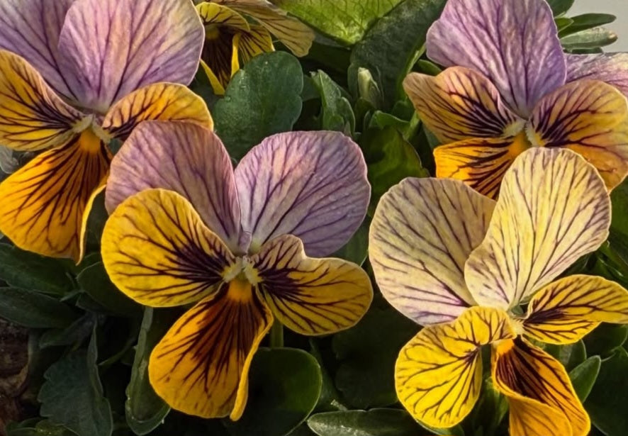 Pansy Japan Series Bébhinn 60 Seeds