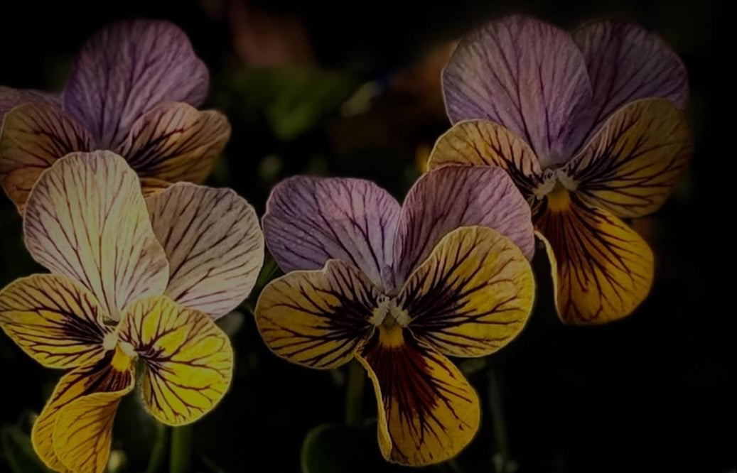 Pansy Japan Series Bébhinn 60 Seeds