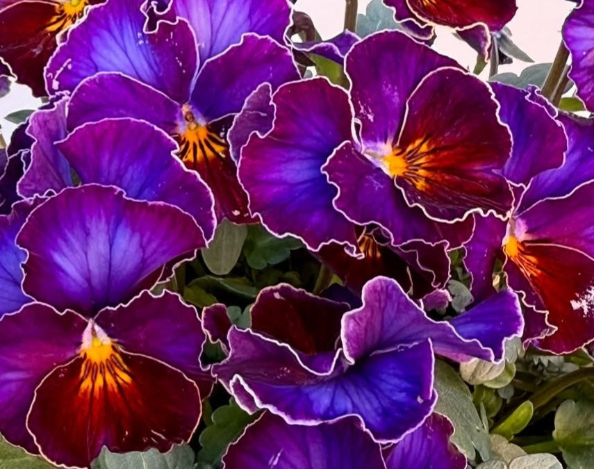 Pansy Japan Series Síomha 60 Seeds