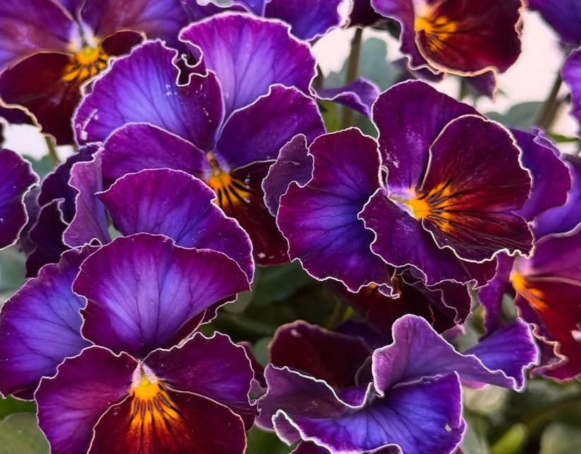 Pansy Japan Series Síomha 60 Seeds