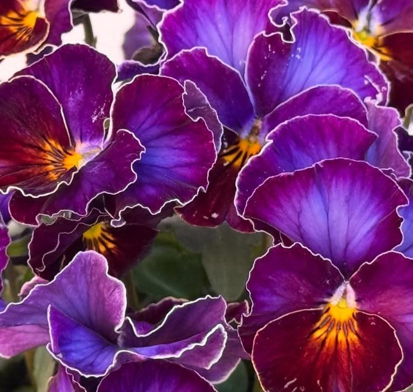 Pansy Japan Series Síomha 60 Seeds